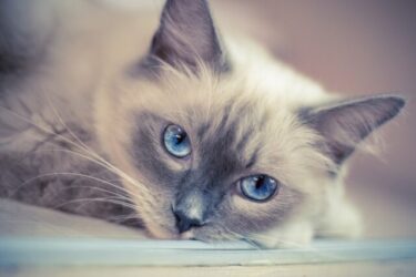 ragdoll-cat-blue-eye-catfood